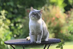 Ease: Exotic Shortair she cat careful on a garden table France