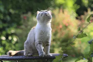 Ease: Exotic Shortair she cat careful on a garden table France