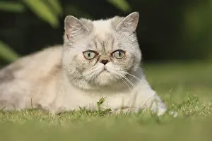 Shortair: Exotic Shortair she cat lie down on a turf France