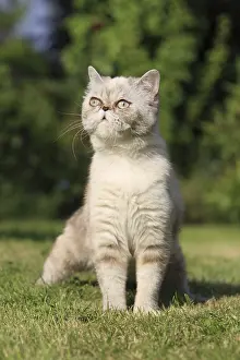 Urinating: Exotic Shortair she cat urinating in a garden France