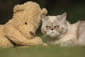 Stuffed: Exotic Shortair in the grass next to a teddy bear