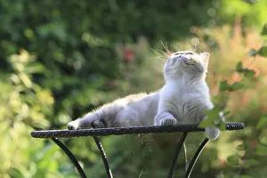 Ease: Exotic Shortair lying on a garden table France