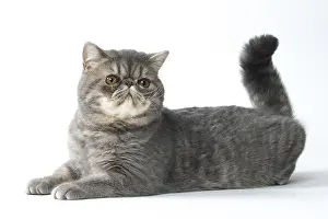 Waving: Exotic Shorthair Cat