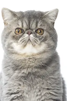 Miserable: Exotic Shorthair Cat