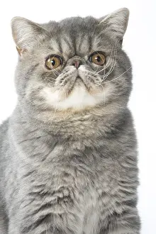 Miserable: Exotic Shorthair Cat