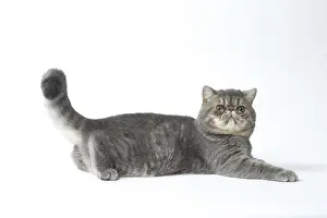 Waving: Exotic Shorthair Cat