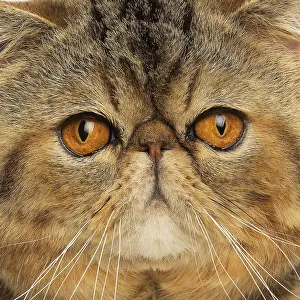 020519: Exotic Shorthair Cat close up