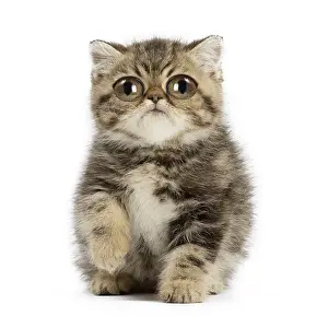 151119: Exotic Shorthair Cat, kitten with large eyes