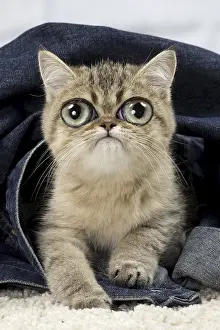 151119: Exotic Shorthair Cat, kitten with large eyes