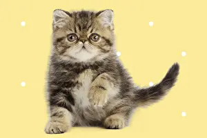 Polka: Exotic Shorthair Cat, kitten pawing, on spotty
