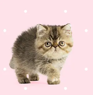 Polka: Exotic Shorthair Cat, kitten on spotty polka dot background