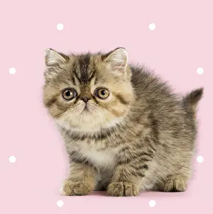 Polka: Exotic Shorthair Cat, kitten on spotty polka dot background
