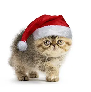 Newno1: Exotic Shorthair Cat, kitten wearing Christmas hat