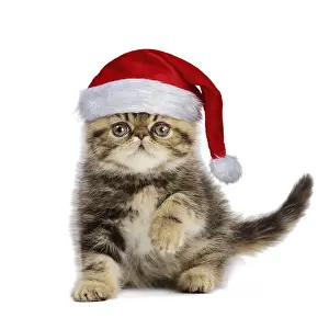 Newno1: Exotic Shorthair Cat kitten wearing Christmas hat, pawing