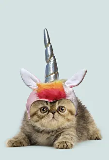 Unicorn: Exotic Shorthair Cat, kitten wearing unicorn horn
