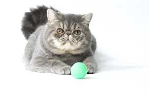 Balls: Exotic Shorthair Cat playing with toy ball