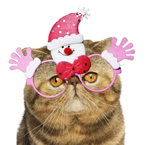Snowmen: Exotic Shorthair Cat wearing glasses