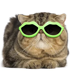 300719: Exotic Shorthair Cat, wearing lip shpaed sunglasses