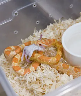 Tanks: Exotic Species / Reptile Breeding Farm - reptiles