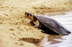 Prior: Expansa Turtle - sun basking prior to nesting