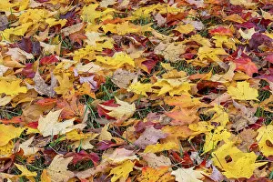 Kentucky: Expansive view of yellow and red autumn leaves on the