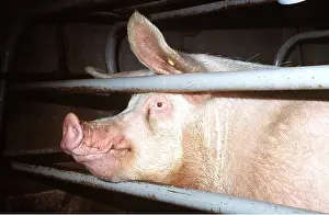 Snout: Expectant Sow in the farrowing wall - The retaining