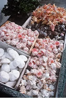 Sale: EXPLOITATION - Sea Shells on Sale