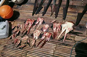 Genitalia: Exploitation - Shark finners, sex organs for sale