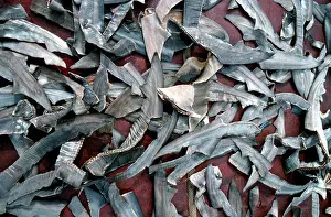 Irian: Exploitation - Shark fins drying on deck of fishing