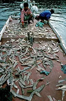 Irian: Exploitation - Shark fins drying on deck of fishing
