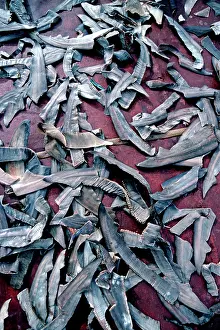 Irian: Exploitation - Shark fins drying on deck of fishing