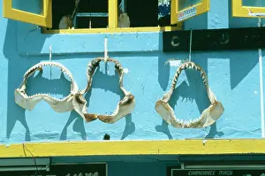 Maldive: EXPLOITATION - Shark Jaws, for sale