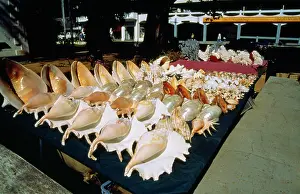Souvenirs: Exploitation - shell souvenirs