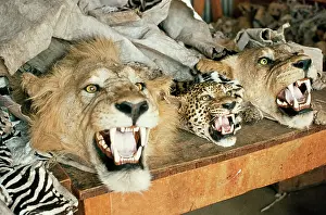 Carcass: Exploitation - Trophy skins in Nairobi