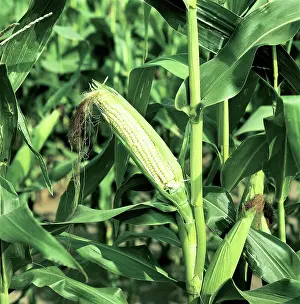 Stalks: Exposed Ear of Corn