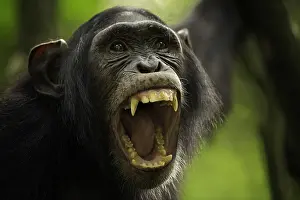 Shout: An expressive Chimpanzee (Pan troglodytes) in the