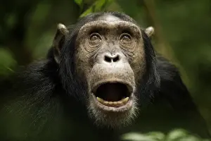 Catarrhini: Expressive Chimpanzee (Pan troglodytes) in the rainforests