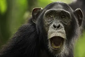 Shout: An expressive Chimpanzee in the remote rainforests