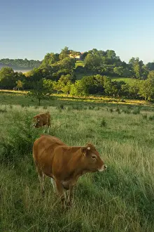 Limousin: Extensive animal husbandry of Cow limousine in Correze