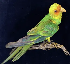 Pat Morris: Extinct since 1918, formwerly large flocks inhabited