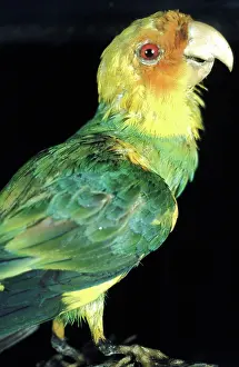 1918: Extinct since 1918, formerly lived in large flocks