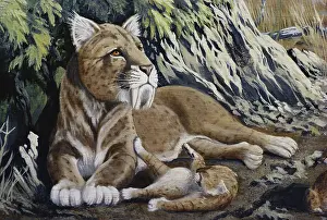 Reconstruction: Extinct African Cat