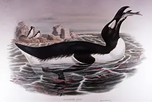 Gould: EXTINCT BIRD - 19 century John Gould plate of Great Auk