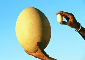 Compared: EXTINCT BIRD EGG - Aepyornis egg - being compared
