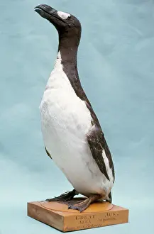 Extinct: EXTINCT BIRD - GREAT AUK