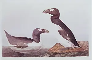 Peter Green: EXTINCT BIRD - Great Auk - Audobon