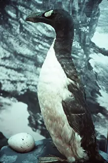 Model: EXTINCT BIRD - Great Auk - stuffed specimen