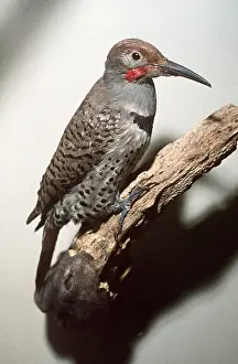Extinct: EXTINCT BIRD - GUARALOUPE FICKER BIRD
