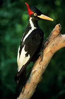 John Cancalosi: EXTINCT BIRD - Ivory-Billed Woodpecker (mounted specimen)