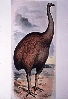 Painting: EXTINCT BIRD - MOA PAINTING